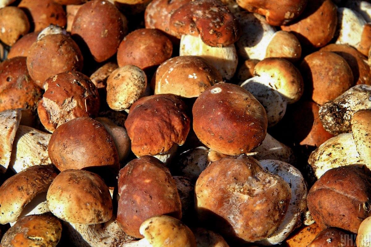 Leia kivi seente seast aja jooksul / Moje kollaaž