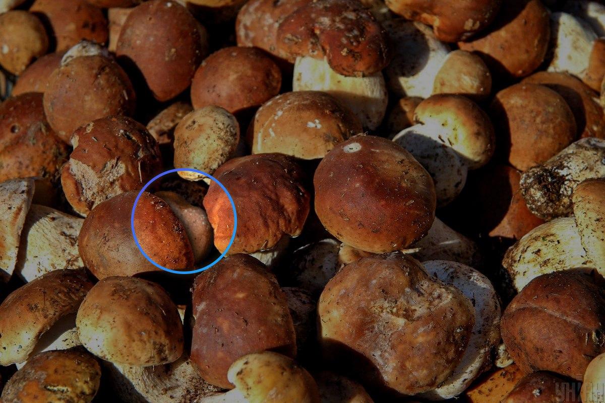 Kivi oli peaaegu optilise illusiooni / Mojei kollaaži keskel.