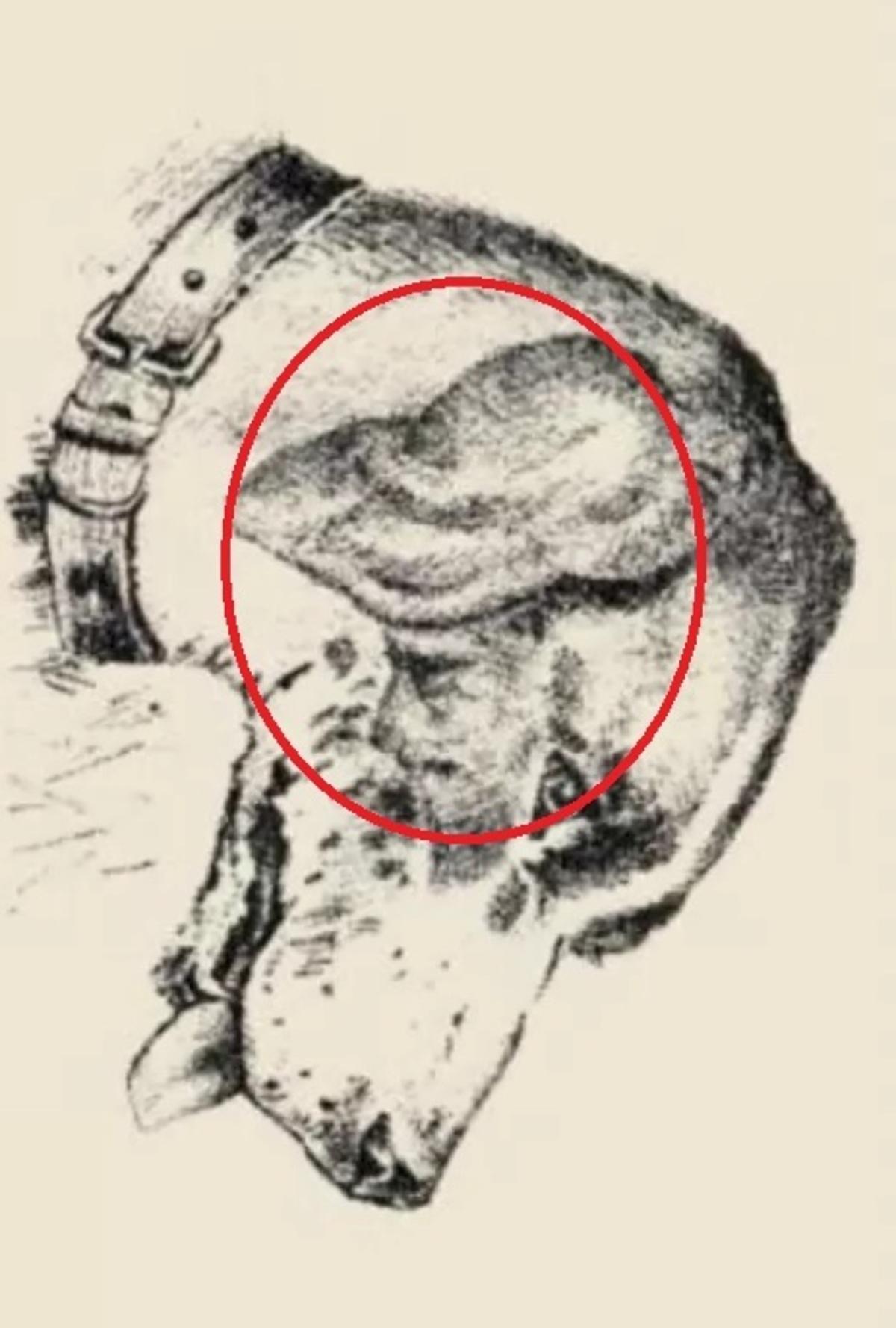 Inimese nägu oli koera kõrva peal / joonistas safalta.com