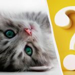 Ainult kõrge IQ-ga inimesed näevad 10 sekundiga kassi õues: huvitav