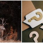 Mõnus mõistatus kõige teravamatele silmadele: vaid vähesed leiavad hirve 10 sekundi jooksul. Mõnus mõistatus kõige teravamatele silmadele: vaid vähesed leiavad hirve 10